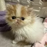 エキゾチックショートヘア