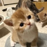 ミヌエット(長足)