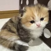 ミヌエット(短足)