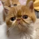 エキゾチックショートヘア