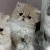 エキゾチックショートヘア