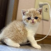 エキゾチックショートヘア