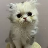 ミヌエット(長足)