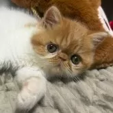 エキゾチックショートヘア