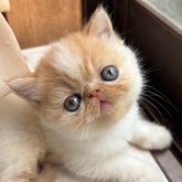 エキゾチックショートヘア