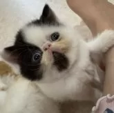 エキゾチックショートヘア【福岡県・男の子・2025年9月5日・ブラック&ホワイトヴァン】の写真3