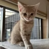 マンチカン(長足)【大阪府・男の子・2025年5月25日・クリームマッカレルタビー】の写真2