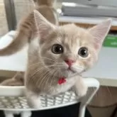 マンチカン(長足)【大阪府・男の子・2025年5月25日・クリームマッカレルタビー】の写真5