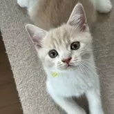 スコティッシュフォールド(立ち耳)【大阪府・男の子・2025年5月12日・クリームアンドホワイト】の写真2