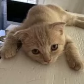 スコティッシュフォールド(折れ耳)【大阪府・女の子・2025年5月12日・クリームタビー】の写真4