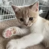 スコティッシュフォールド(立ち耳)【大阪府・男の子・2025年5月12日・クリームアンドホワイト】の写真4