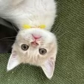 スコティッシュフォールド(立ち耳)【大阪府・男の子・2025年5月12日・クリームアンドホワイト】の写真9