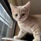 マンチカン(長足)【大阪府・男の子・2025年5月25日・クリームマッカレルタビー】の写真3