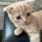 スコティッシュフォールド(折れ耳)【大阪府・女の子・2025年5月12日・クリームタビー】の写真3