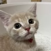 マンチカン(長足)【大阪府・男の子・2025年5月25日・クリームマッカレルタビー】の写真9