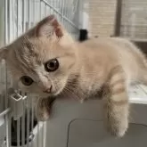 スコティッシュフォールド(折れ耳)【大阪府・女の子・2025年5月12日・クリームタビー】の写真6