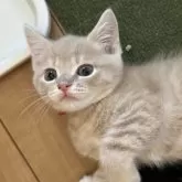 マンチカン(長足)【大阪府・男の子・2025年5月25日・クリームマッカレルタビー】の写真6