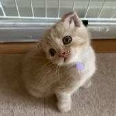 スコティッシュフォールド(折れ耳)【大阪府・女の子・2025年5月12日・クリームタビー】の写真13