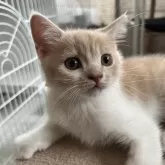 スコティッシュフォールド(立ち耳)【大阪府・男の子・2025年5月12日・クリームアンドホワイト】の写真7