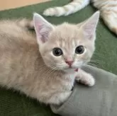 マンチカン(長足)【大阪府・男の子・2025年5月25日・クリームマッカレルタビー】の写真7