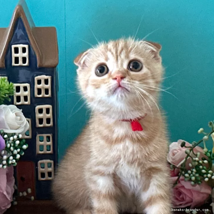 ID：2506-01962の子猫