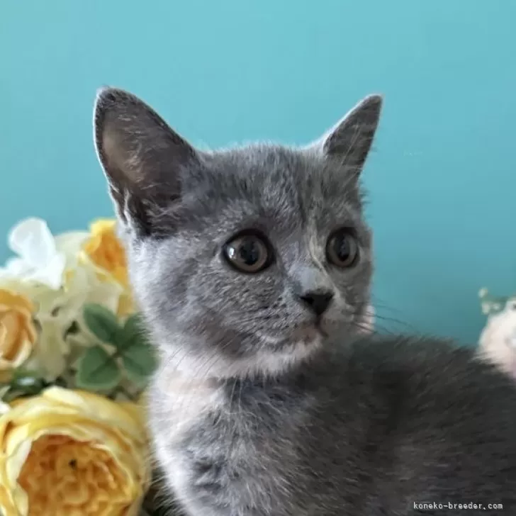 ID:2508-02045の子猫