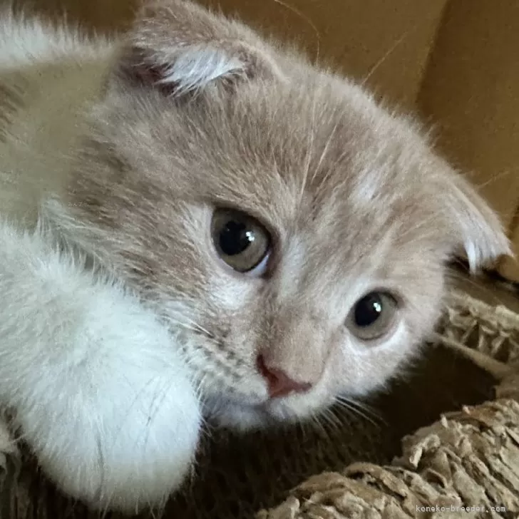 ダイスケ 様のお迎えした子猫