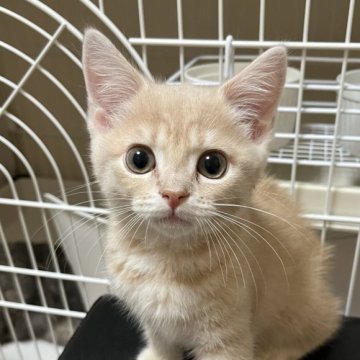 マンチカン(長足)【大阪府・男の子・2025年5月25日・クリームマッカレルタビー】の写真「くりくりおめめに大きな耳のイケメンです♪」