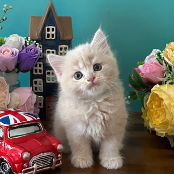 マンチカン(長足)【大阪府・男の子・2025年5月25日・クリーム】の写真「セミロングのもふもふで可愛い男の子です🩷」