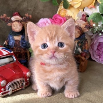 マンチカン(短足)【大阪府・男の子・2025年11月10日・レッドタビー】の写真「明るいレッドの可愛い子です♡」