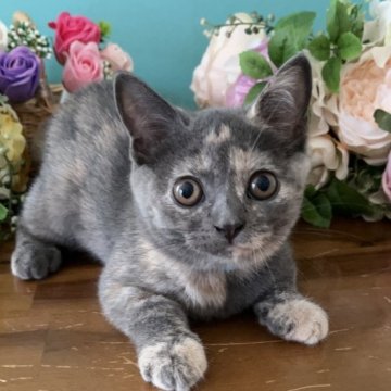 ブリティッシュショートヘア【大阪府・女の子・2025年7月4日・ブルークリーム】の写真「おでこのハートマーク♡模様が可愛いんです💕」