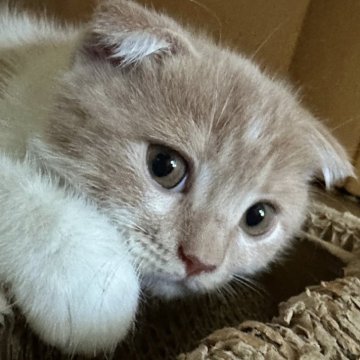 スコティッシュフォールド(折れ耳)【大阪府・男の子・2025年5月12日・クリームアンドホワイト】の写真「期間限定のキャンペーン破格価格です♪お早めに」