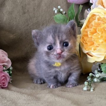 マンチカン(短足)【大阪府・女の子・2025年11月10日・ブルークリーム】の写真「クリームが多く入ってて可愛い子です♡」