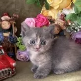 マンチカン(短足)