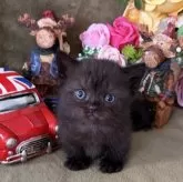 マンチカン(短足)