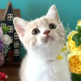 スコティッシュフォールド(立ち耳)【大阪府・男の子・2025年5月12日・クリームアンドホワイト】の写真1「優しいクリームのバイカラーにキレイな顔立ちです」