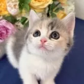 マンチカン(短足)