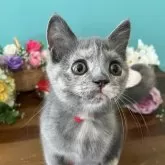 ブリティッシュショートヘア