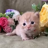 マンチカン(短足)【大阪府・男の子・2025年11月10日・レッドタビー】の写真1「ヨチヨチ前の可愛い時です💕」