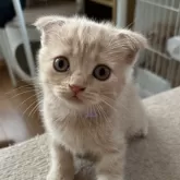 スコティッシュフォールド(折れ耳)【大阪府・女の子・2025年5月12日・クリームタビー】の写真8