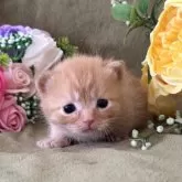 マンチカン(短足)【大阪府・男の子・2025年11月10日・レッドタビー】の写真8