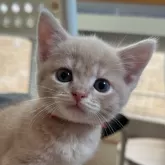 マンチカン(長足)【大阪府・男の子・2025年5月25日・クリームマッカレルタビー】の写真10