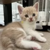 スコティッシュフォールド(立ち耳)【大阪府・男の子・2025年5月12日・クリームアンドホワイト】の写真13