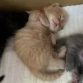 マンチカン(短足)【大阪府・男の子・2025年11月10日・レッドタビー】の写真6