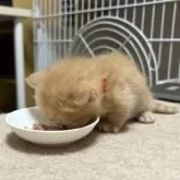 マンチカン(短足)【大阪府・男の子・2025年11月10日・レッドタビー】の写真4「離乳食もモリモリ食べてくれてます♪」