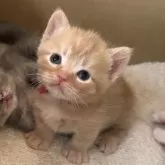 マンチカン(短足)【大阪府・男の子・2025年11月10日・レッドタビー】の写真2