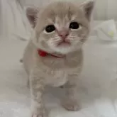 マンチカン(長足)【大阪府・男の子・2025年5月25日・クリームマッカレルタビー】の写真14