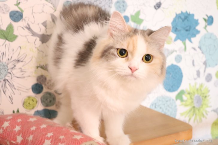 スコティッシュストレートのりんごちゃん🌸｜星野　兆治(ほしの　ちょうぢ)ブリーダー(愛知県・スコティッシュフォールドなど・CFA/TICA/ICC/ECC登録)の紹介写真4