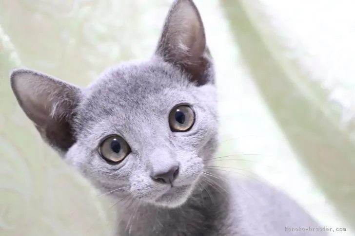 ID:2107-00818の子猫