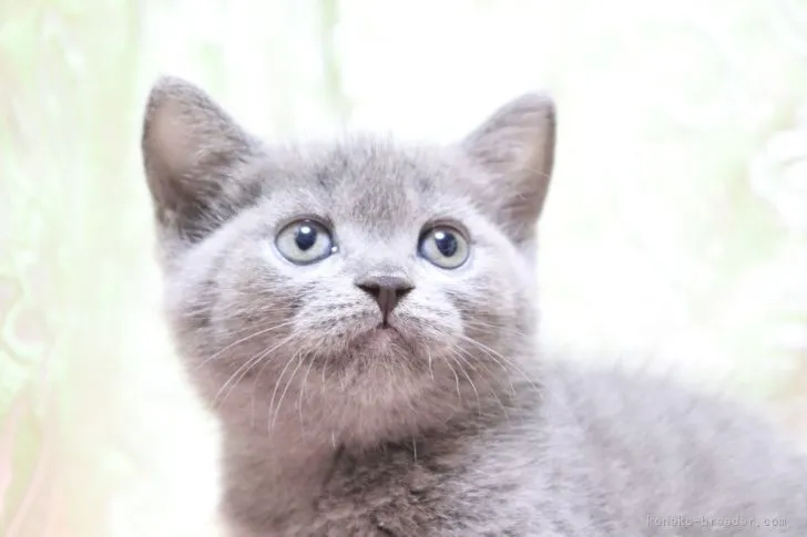 Y.O 様のお迎えした子猫